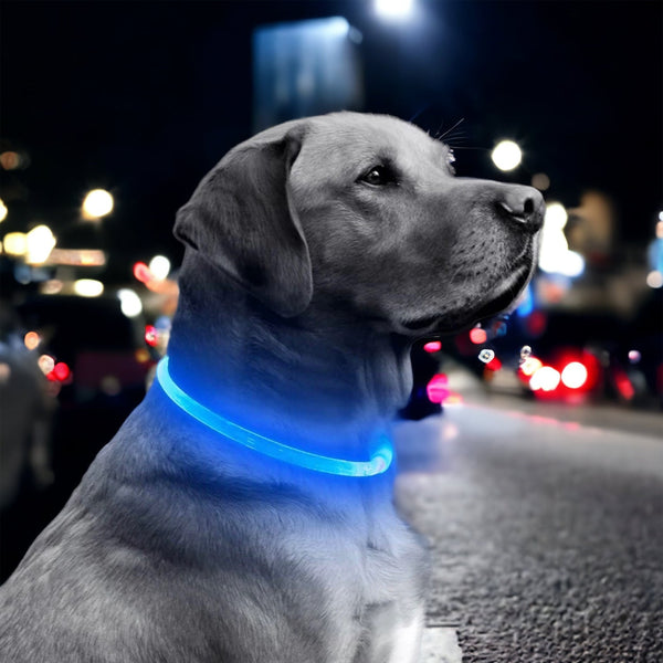 LED Leuchthalsband zum Aufladen in verschiedene Größen und Farben - Die StupsnaseLED Leuchthalsband zum Aufladen in verschiedene Größen und FarbenHundehalsbandDie StupsnaseHundehalsband